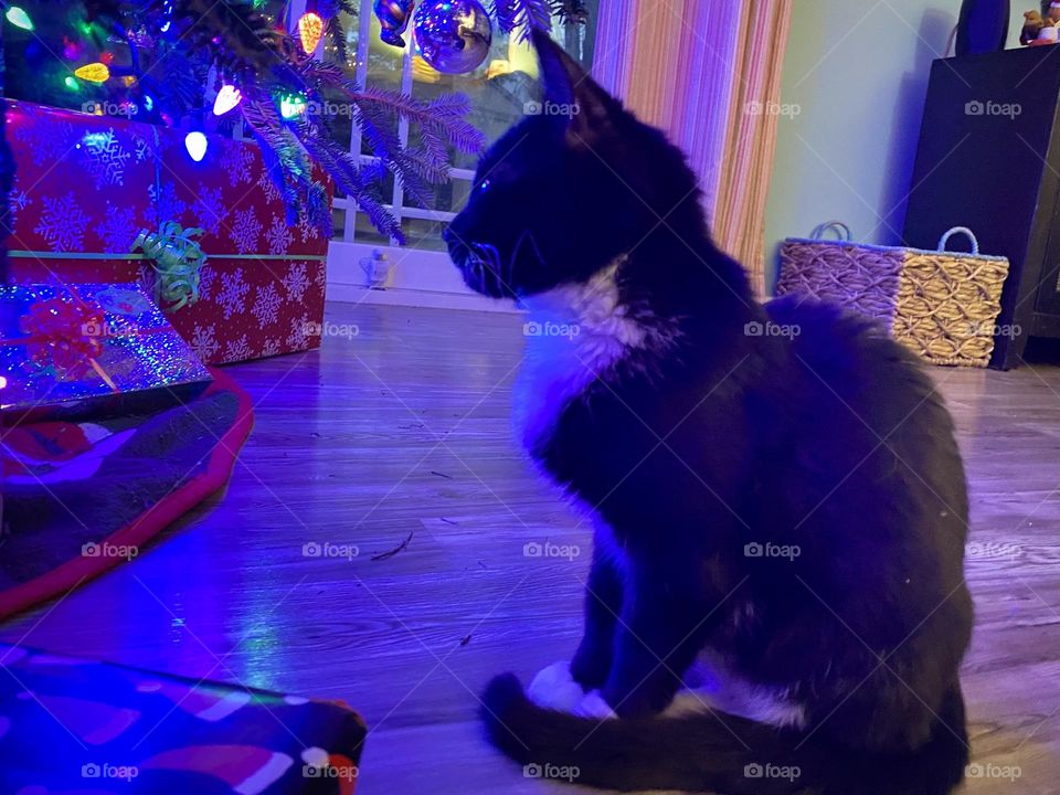 Cute kitten enjoying her first Christmas tree