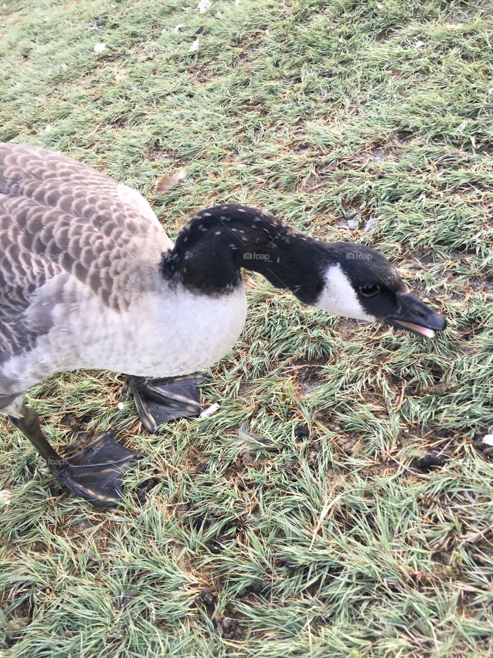 Canadian geese 