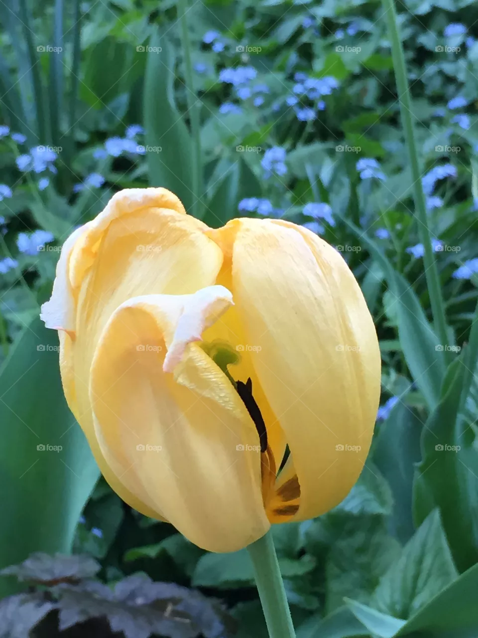 Tulip