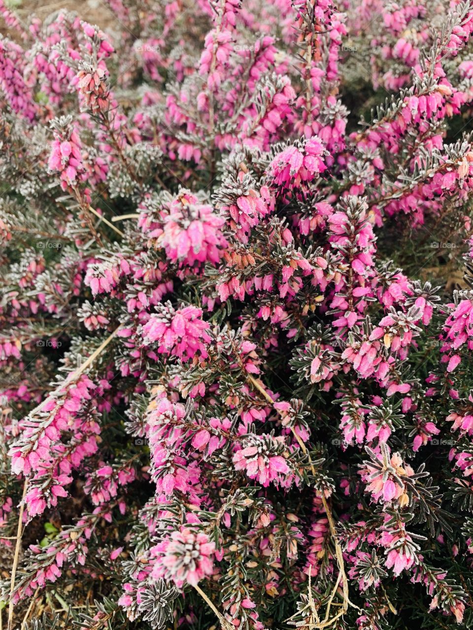Heather plant in flower
