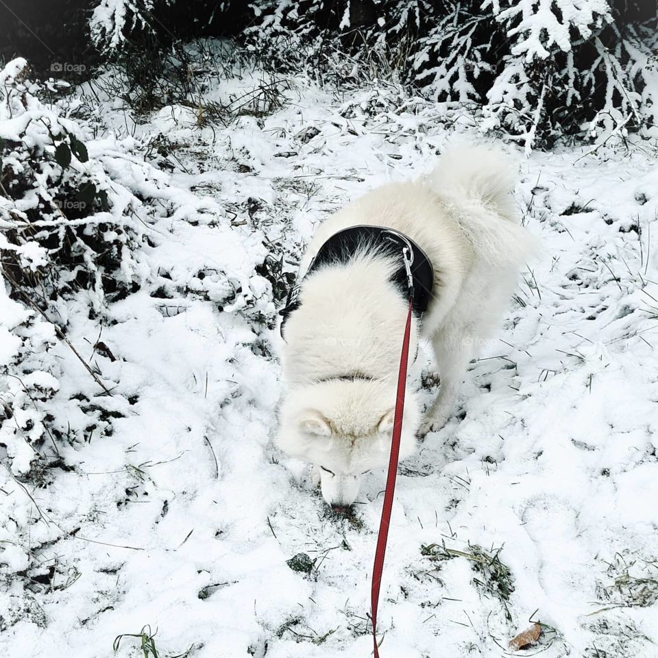 Elements of December