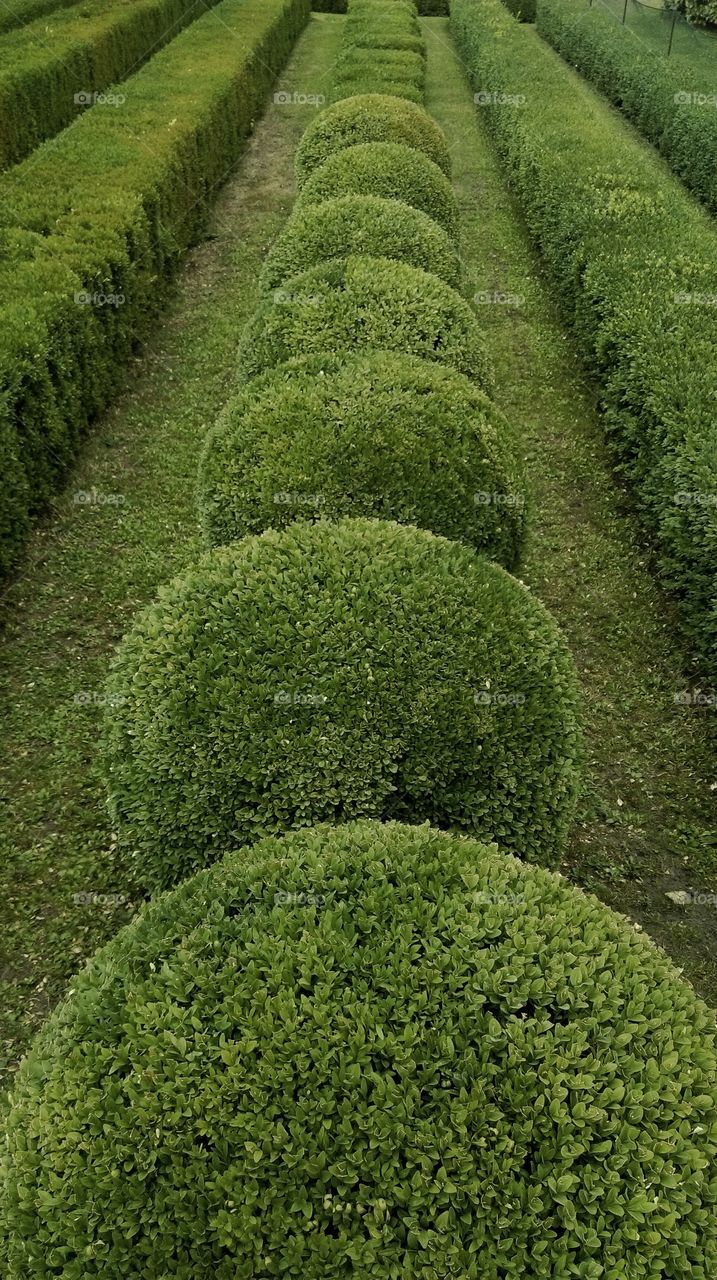 Quickest hedge. Quickest hedge