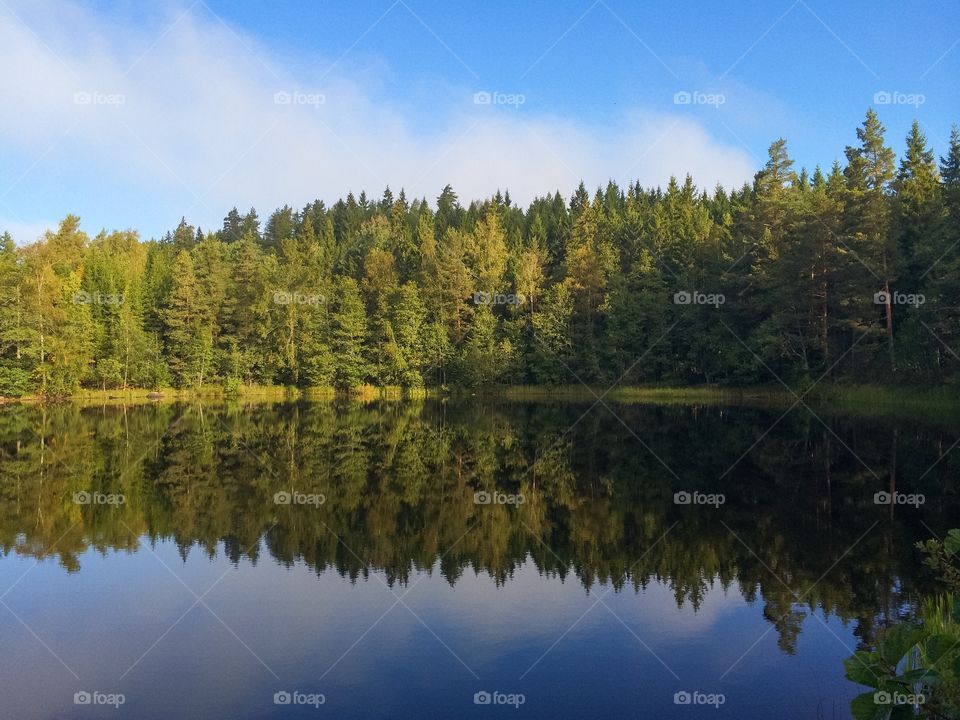 Reflection of trees in water