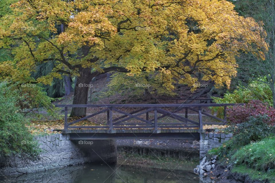 Autumn tree