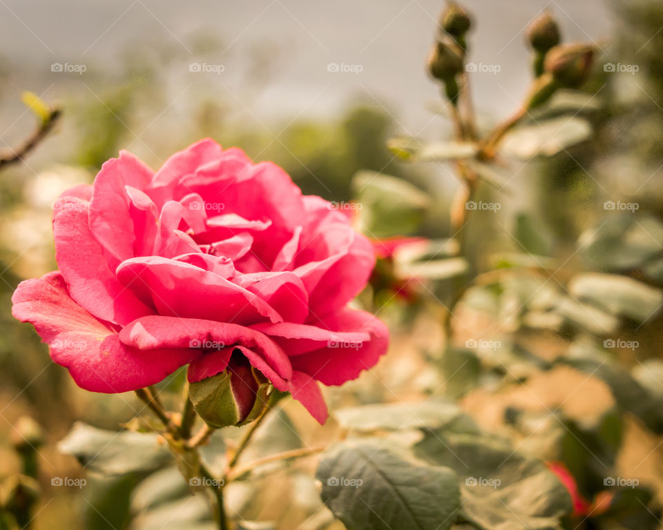 Abstract of Pink Rose Flower: Its buds and leaf are in the background. It is suitable for use as a background for the work in the nature concept.