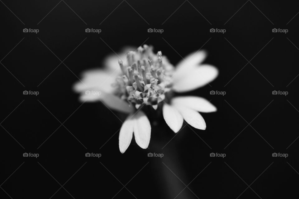 Flower in black and white