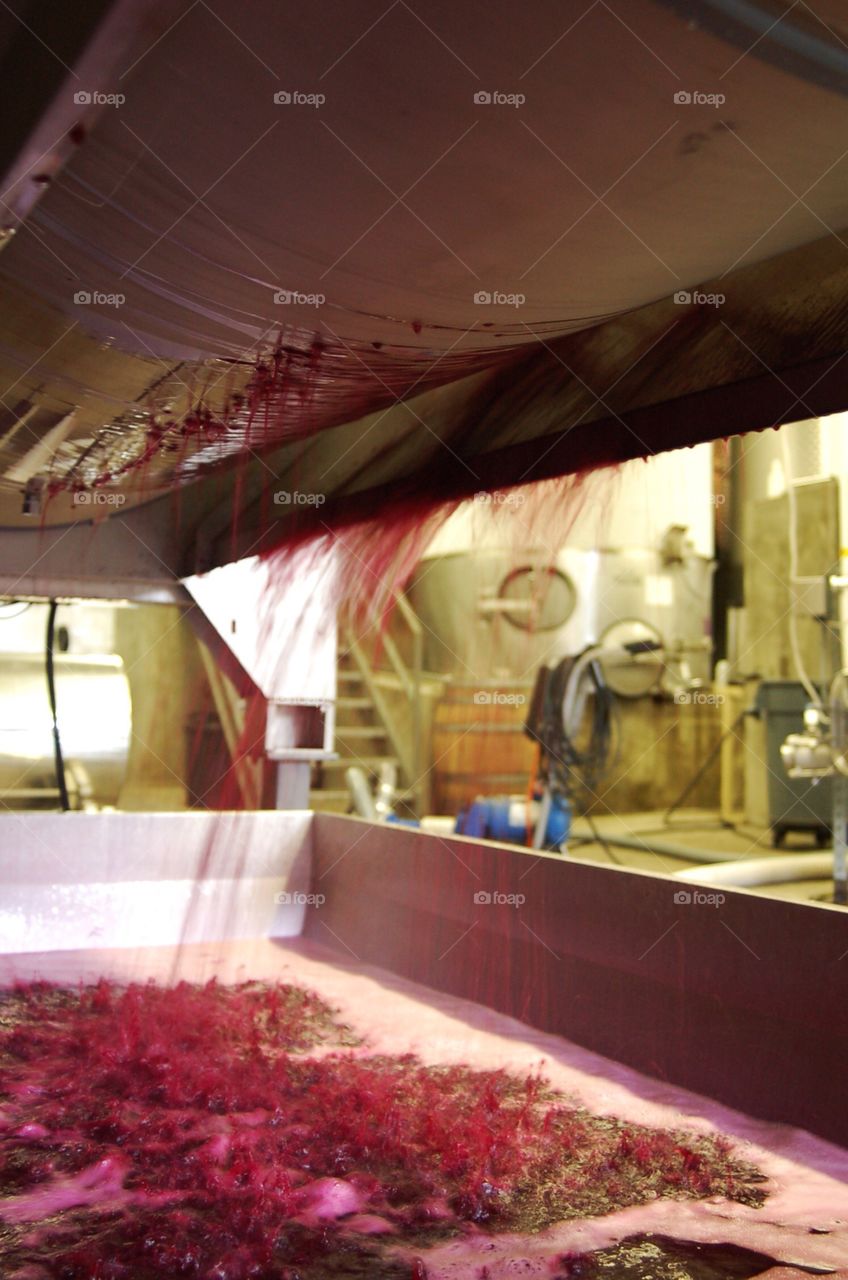 Pressing Cabernet.