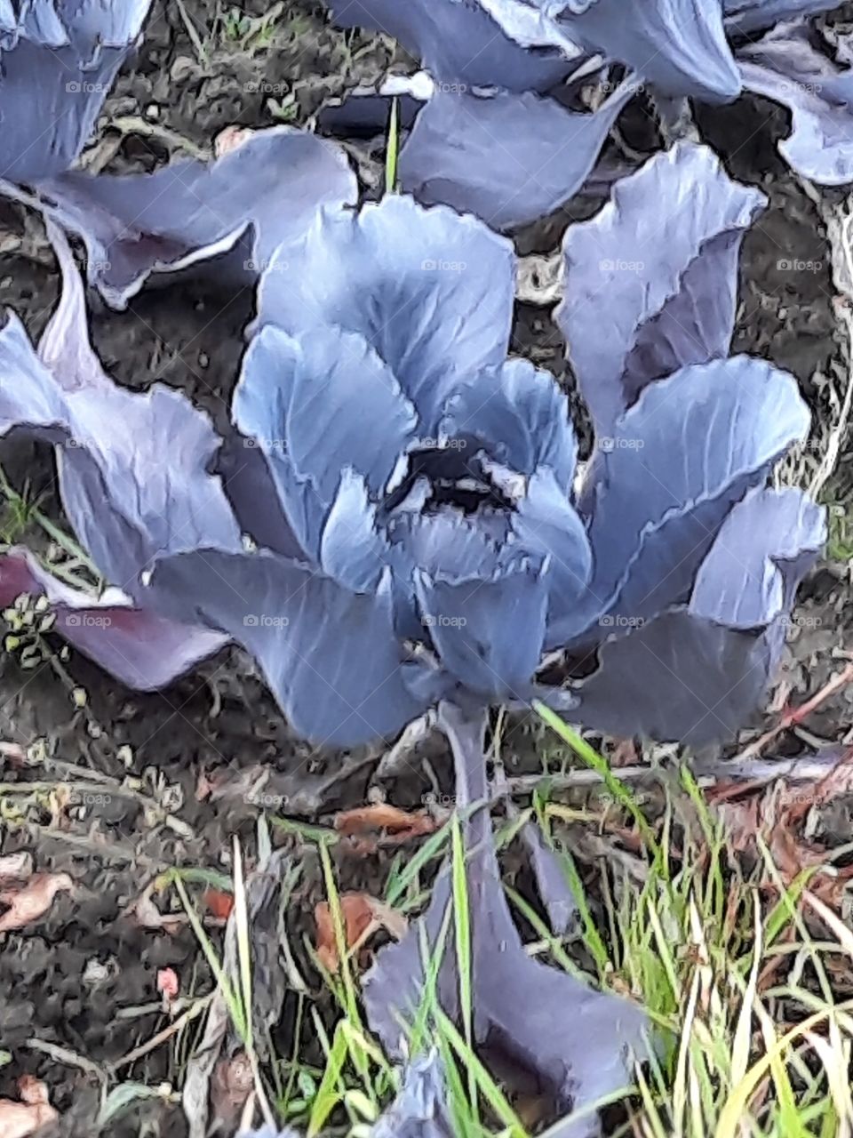 autumn in field  - harvest of blue cabbage