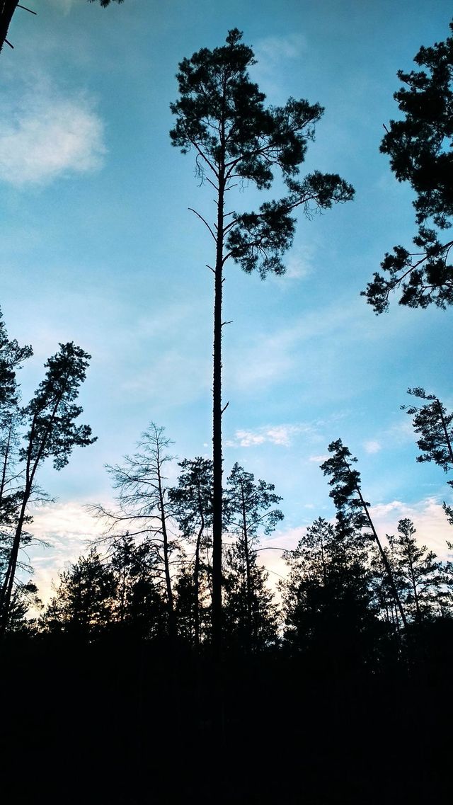 Spring forest