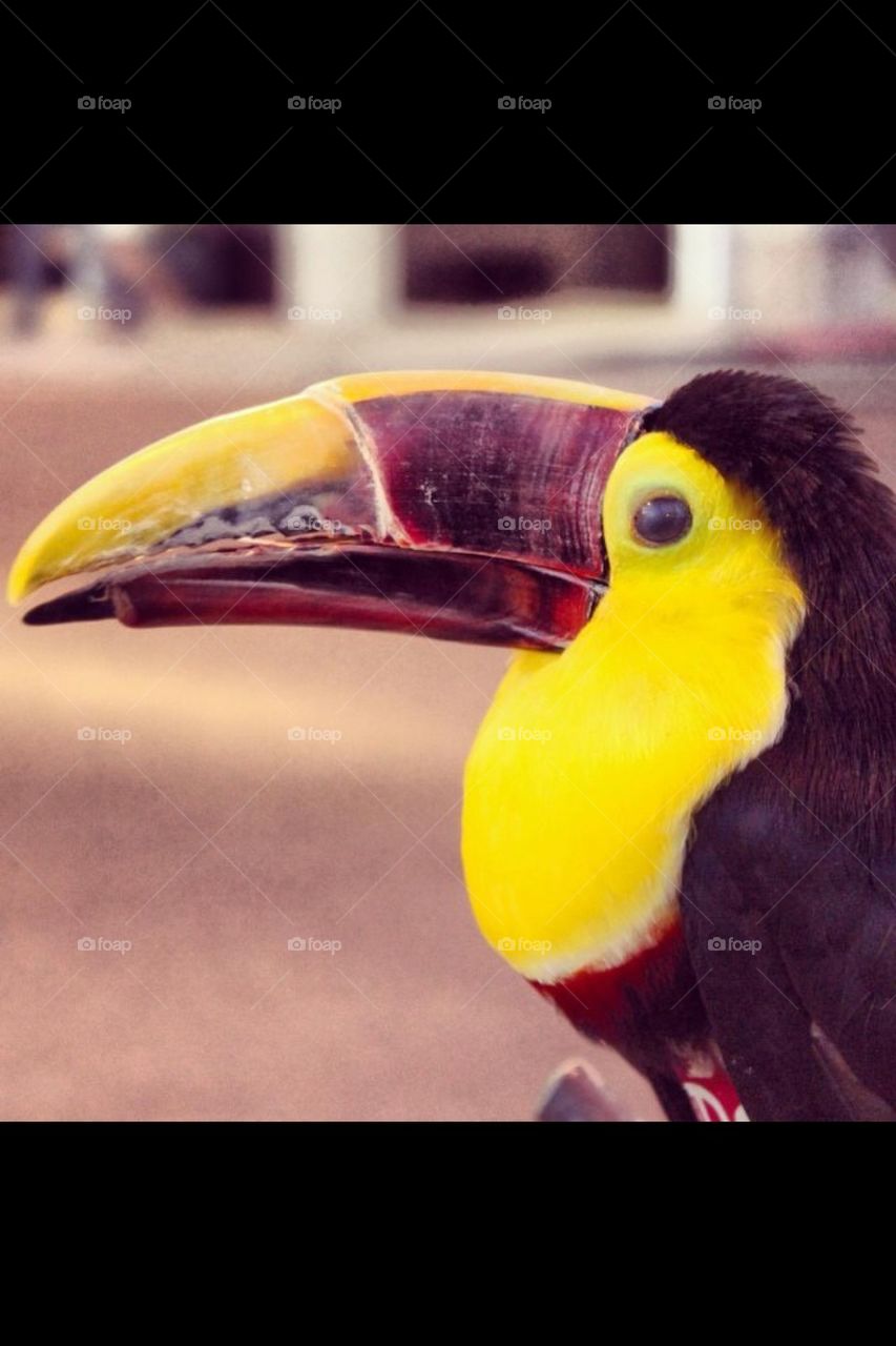 Toucan 