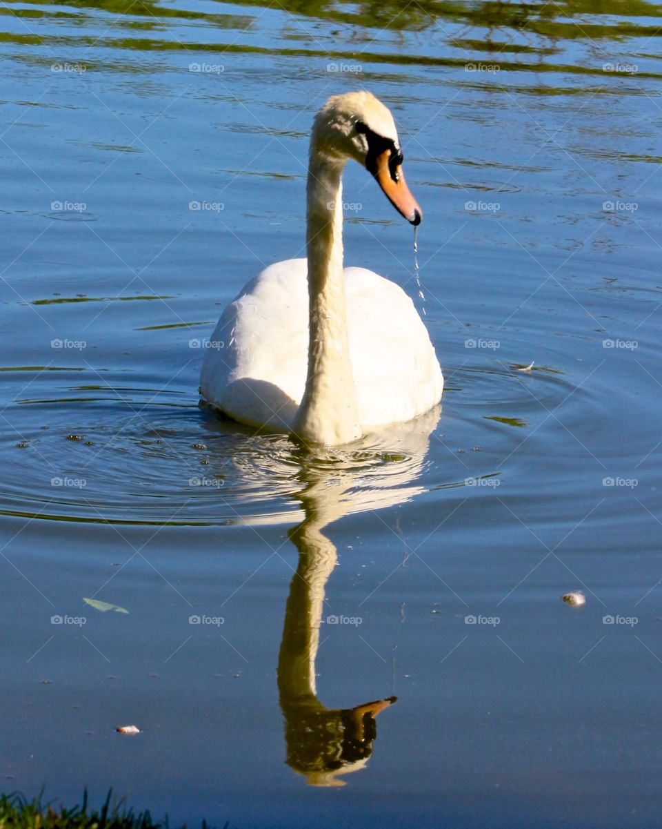 Swan.