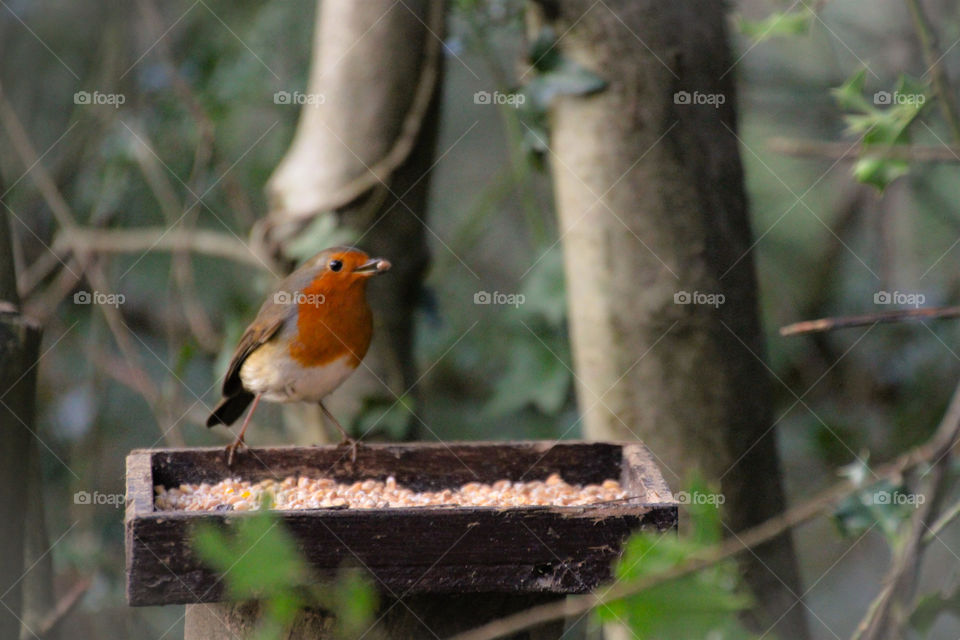 hungry robin taking advantage of a feeder placed at the canalside