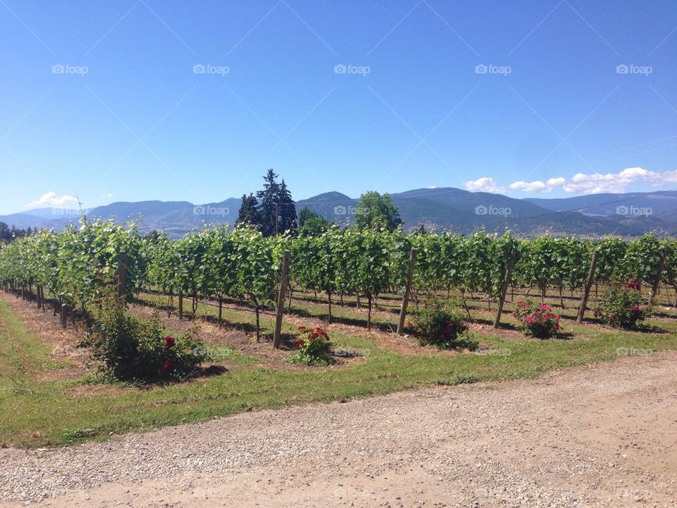 Throwback Summer Time