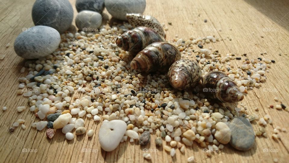Seashell with stones