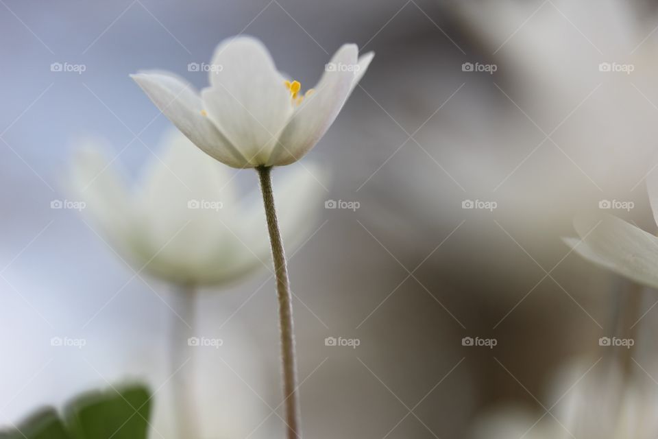 Close-up of white anemone