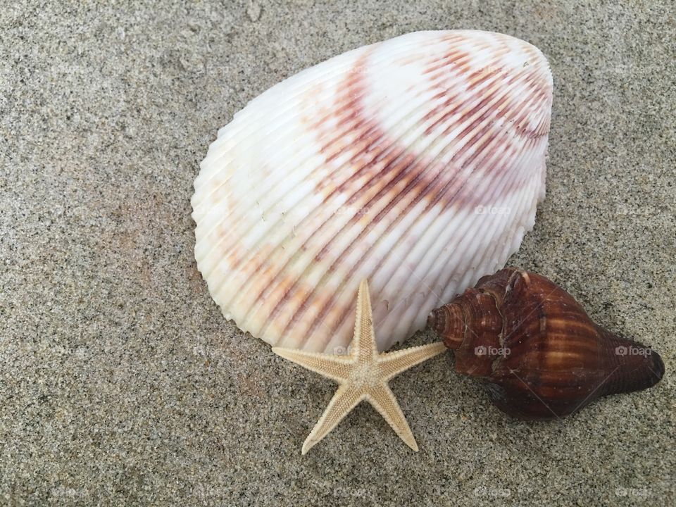 Elevated view of various seashells