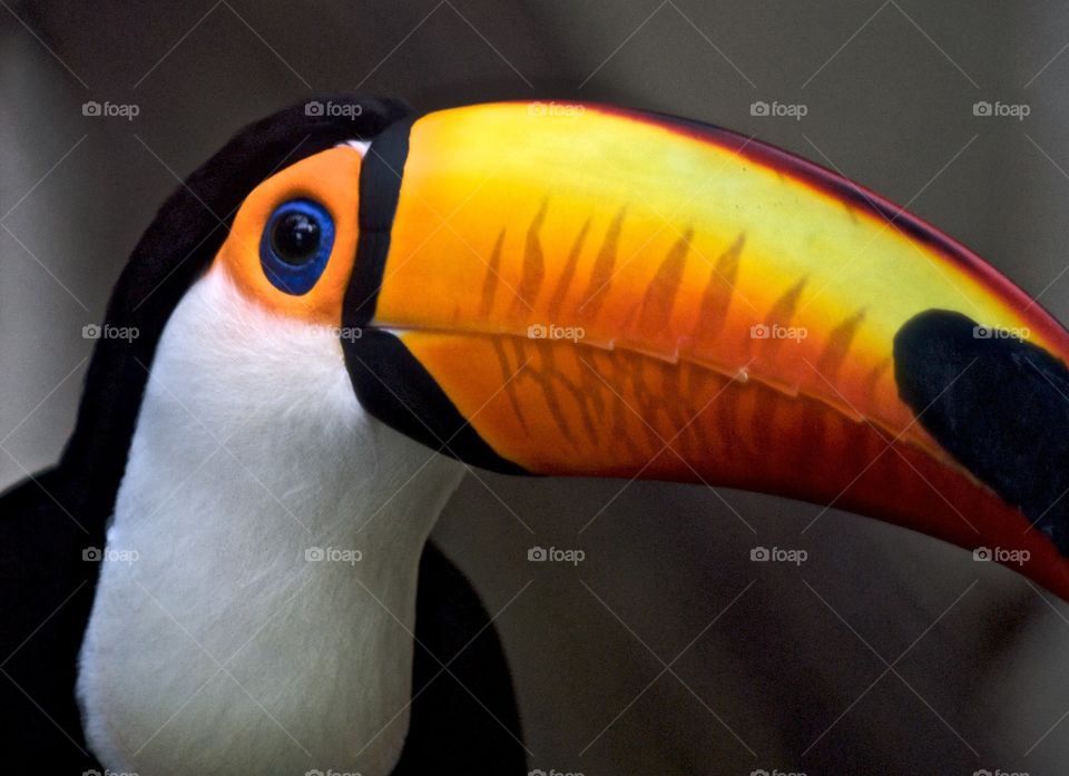 A Toucan's colorful beak