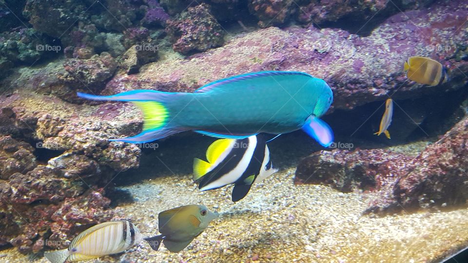iridescent fishs