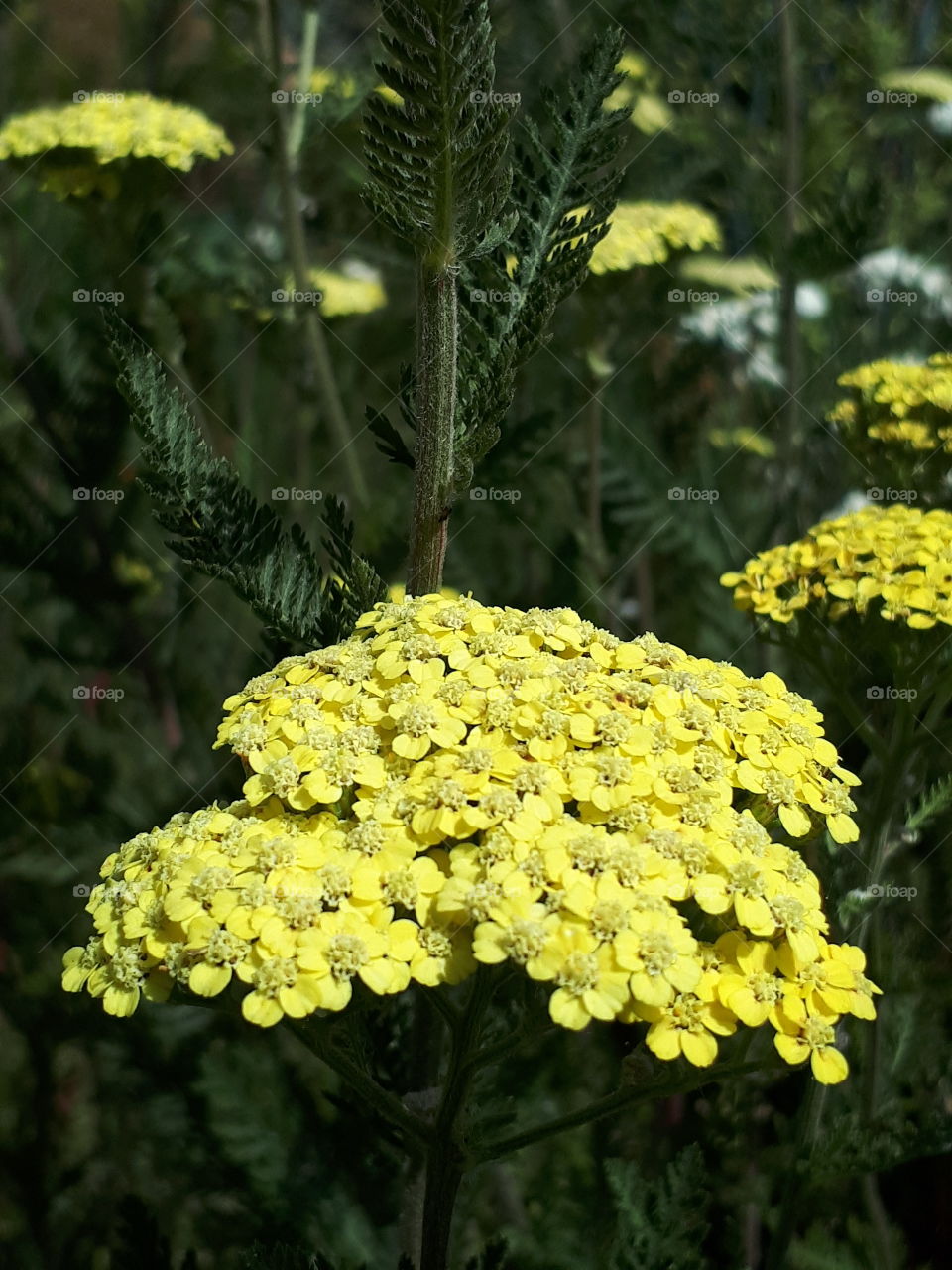 Tiny Yellow Flowers