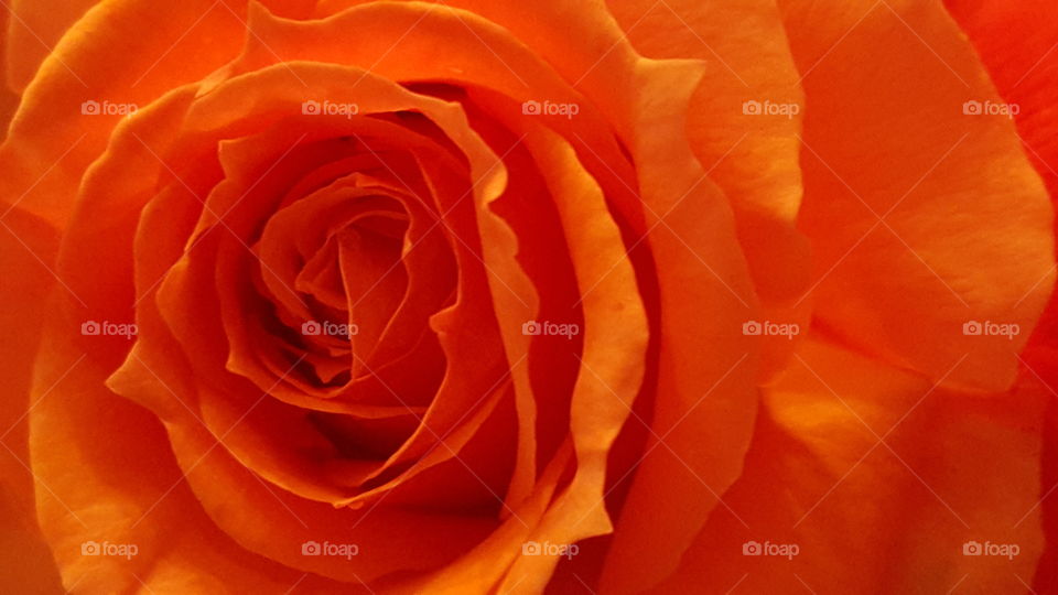 beautiful close up rose