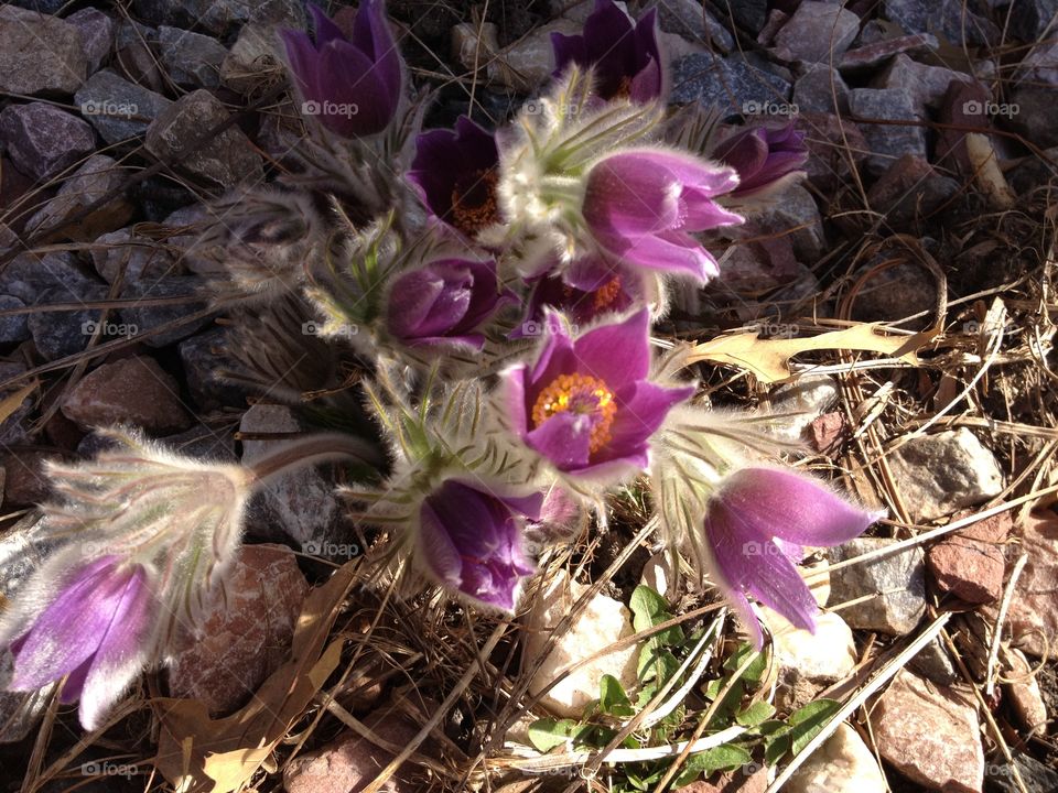 First Sign of Spring . Purple flowers in rock