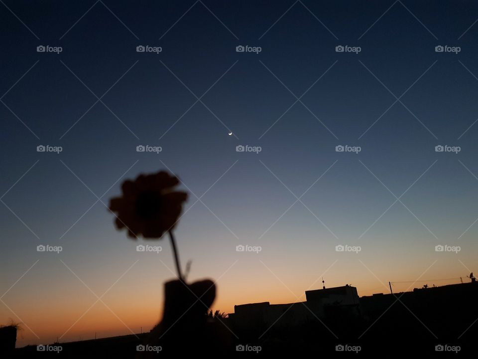 spring flower pictured during a sunset with a focus on half moon on summer day