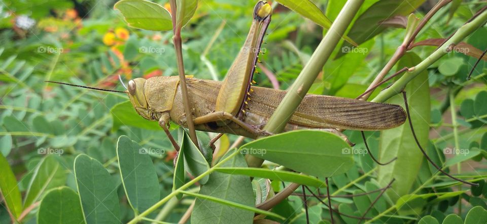 Rice grasshoppers perch on flower branches