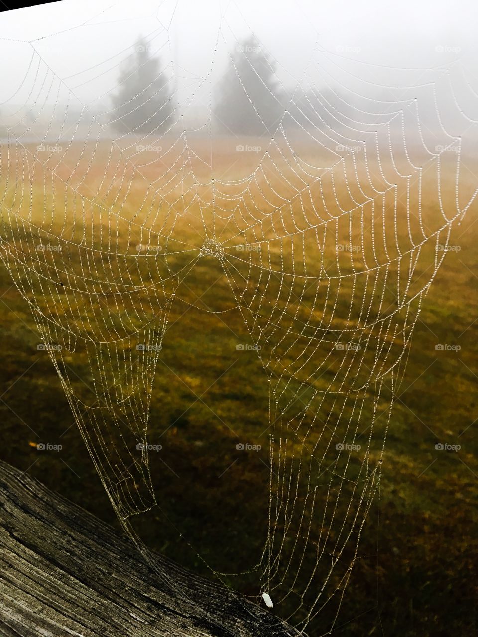 Spider Web with Morning Dew

