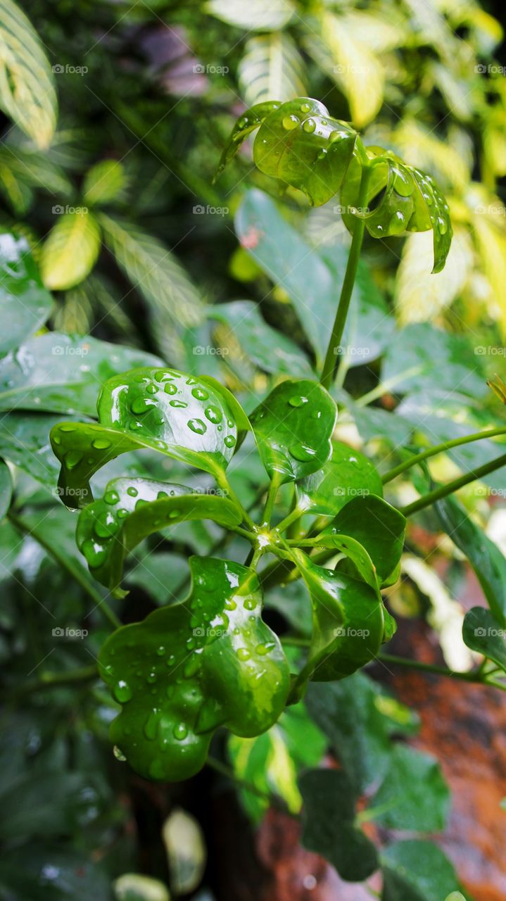 Water  drops on leaves