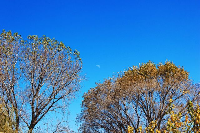 autumn trees