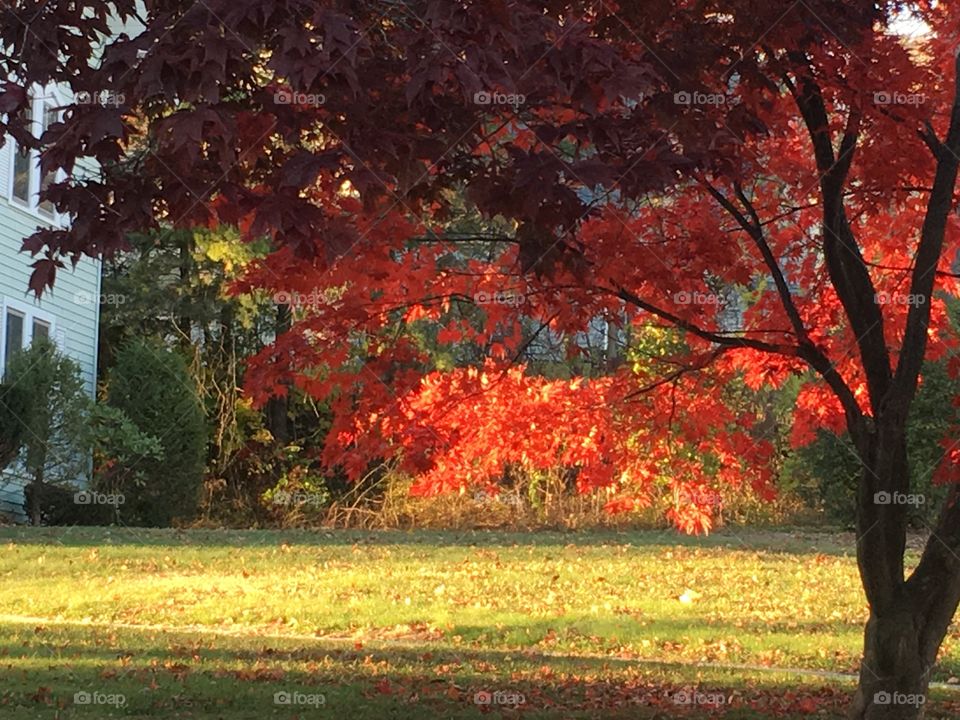 Japanese Maple in afternoon sun