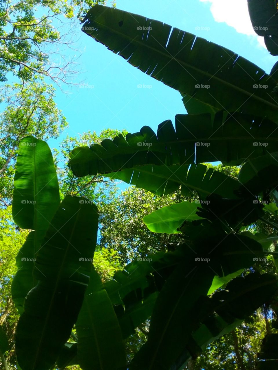 Tropicais folhas verdes como esmeraldas.