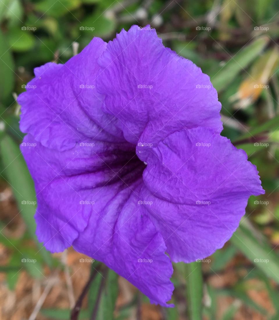 Beautiful flowers 