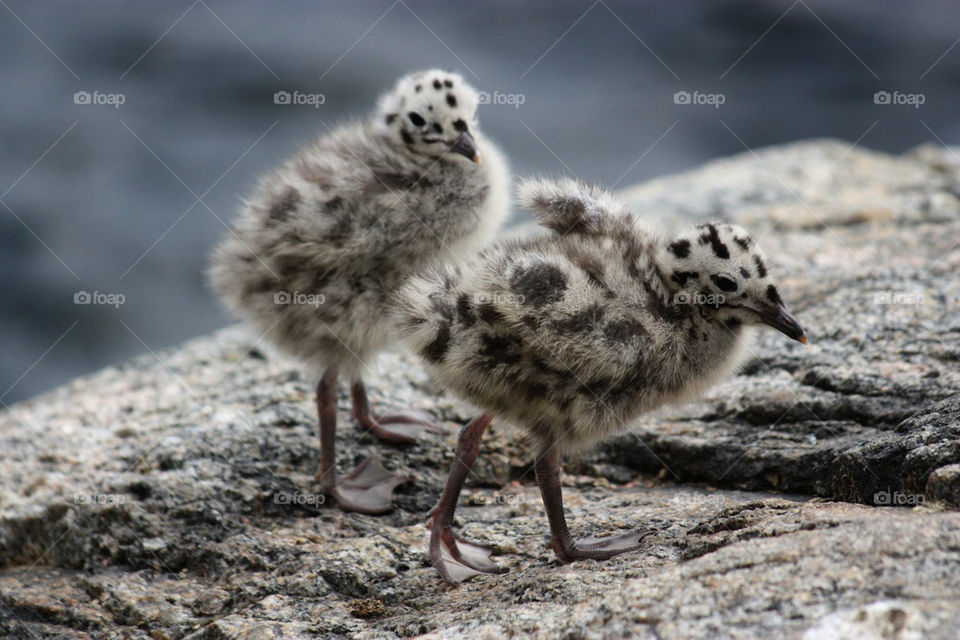 close-up of a small sea bird