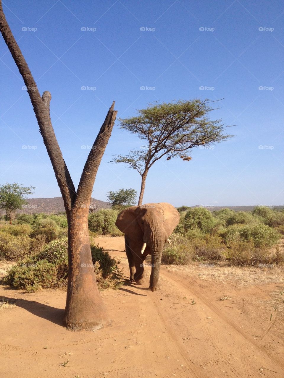 Elephant walk Serengeti. Safari in Masai Mara and Serengeti