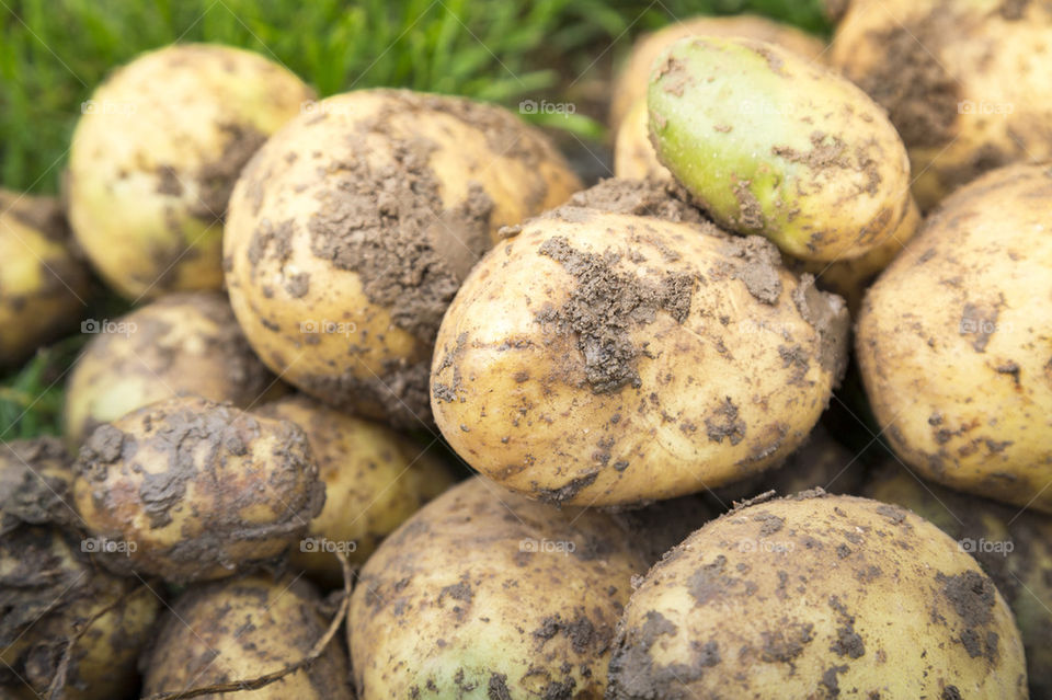 Fresh potatoes from garden
