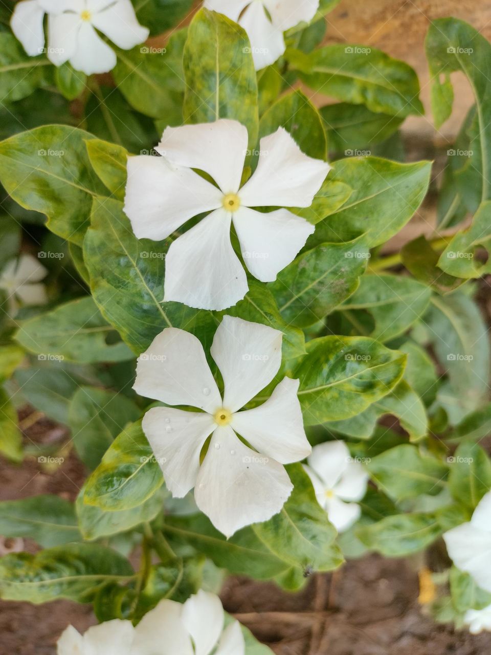 white flower