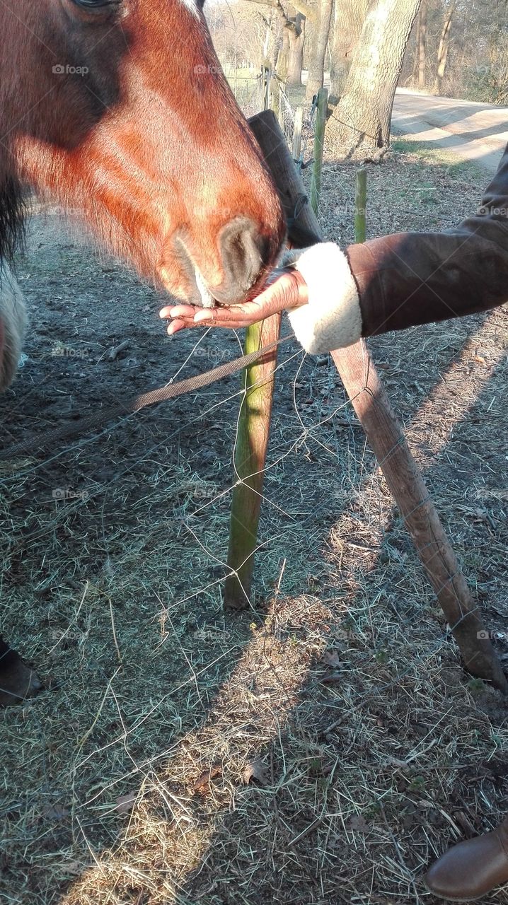 Early signs of Spring. Feeding the horse.