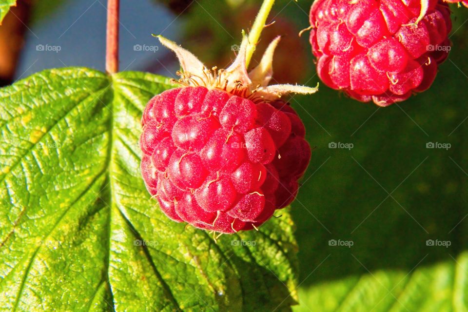 red raspberry on a branch