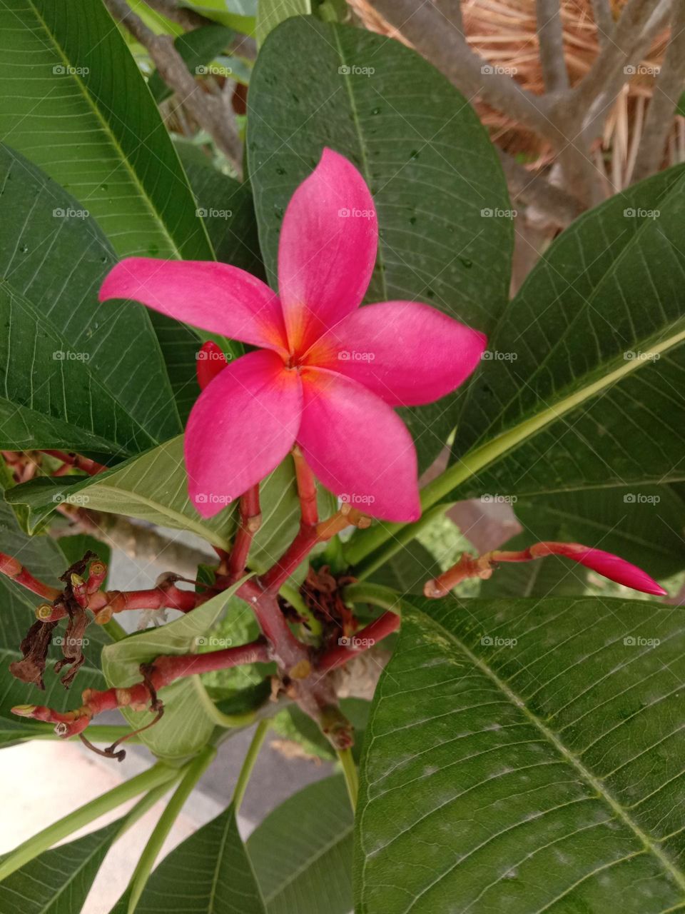 Pink Orange Bloom focus
