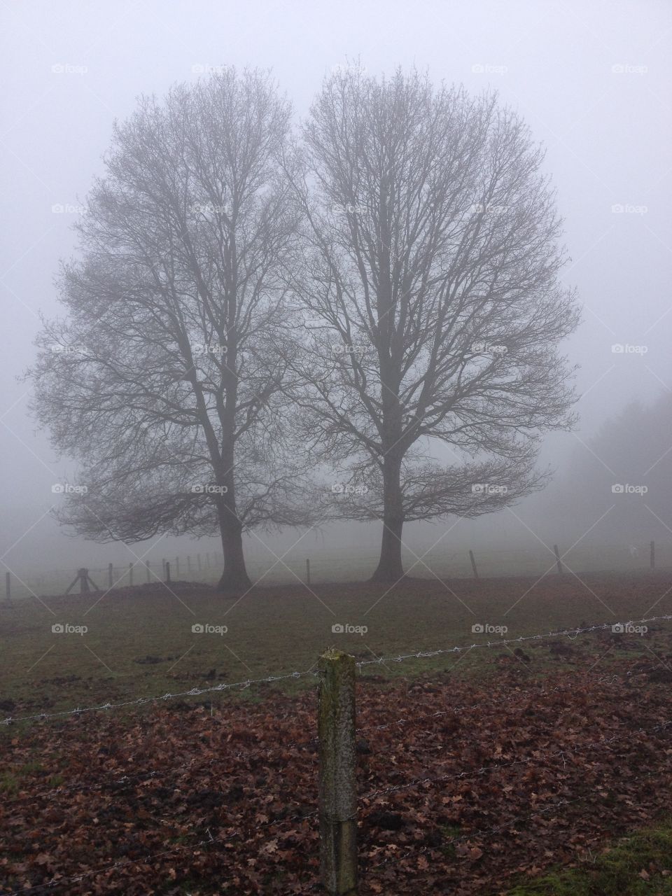 Tree in the mist