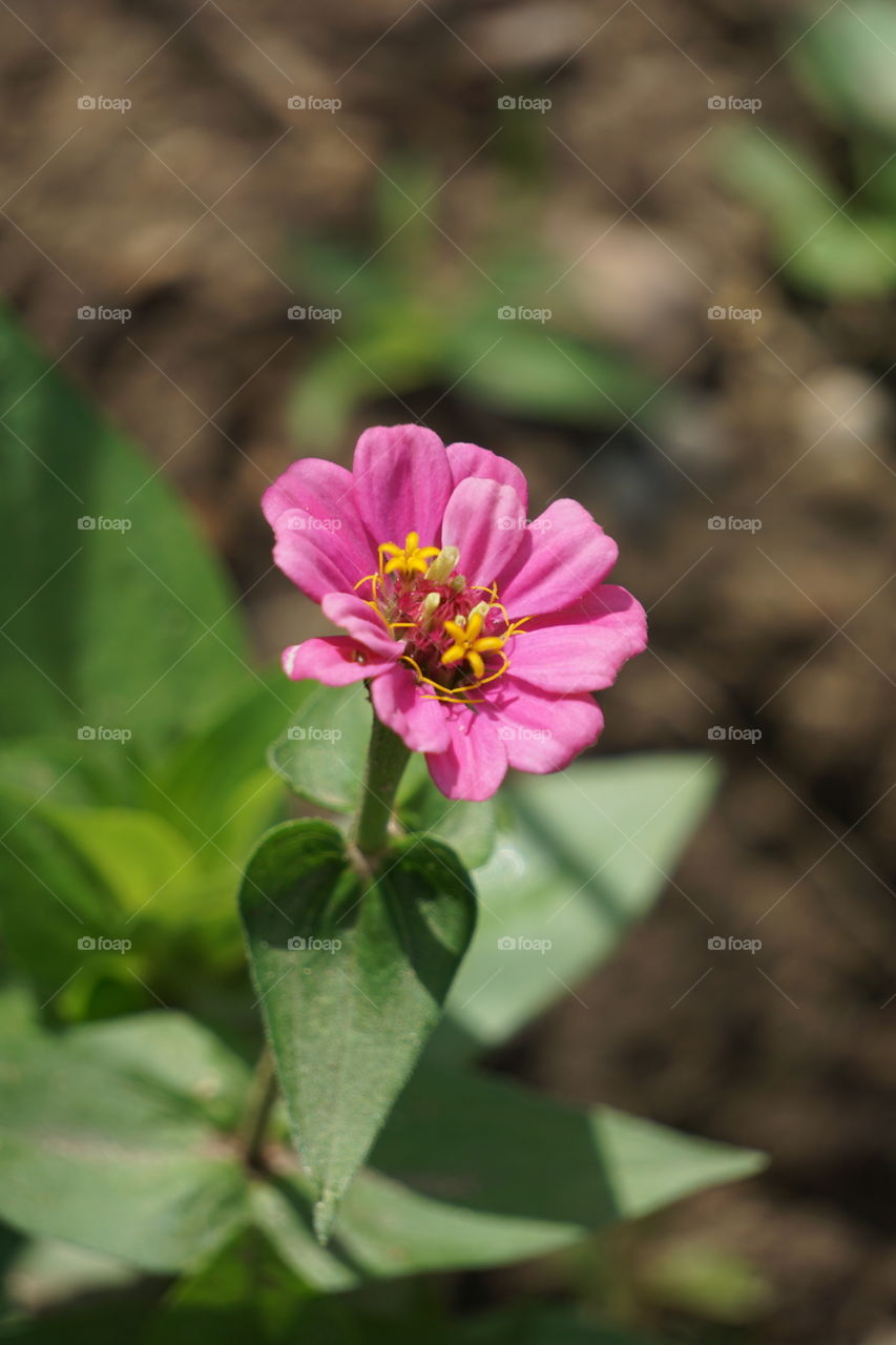 Zinnias add a “zip” of color. 