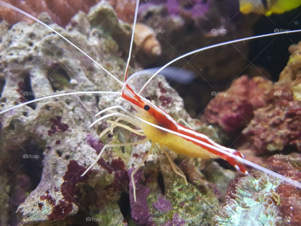 Skunk shrimp