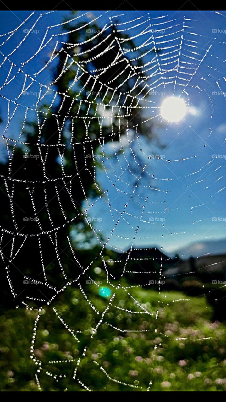 Spider web :)