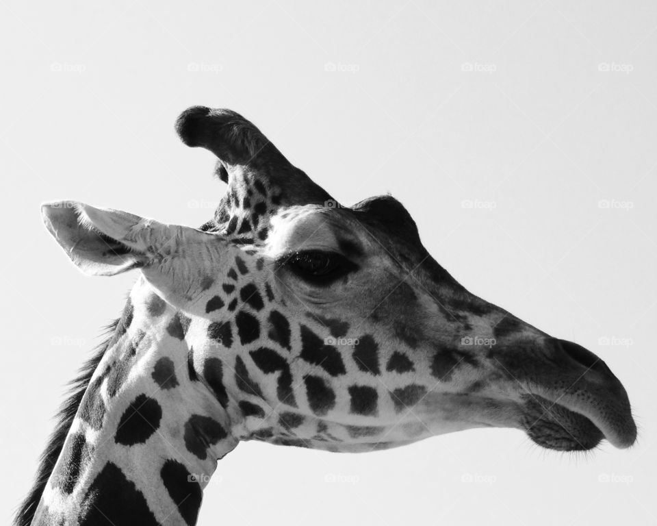 black and white close up of a giraffe with clear sky in background highly detailed