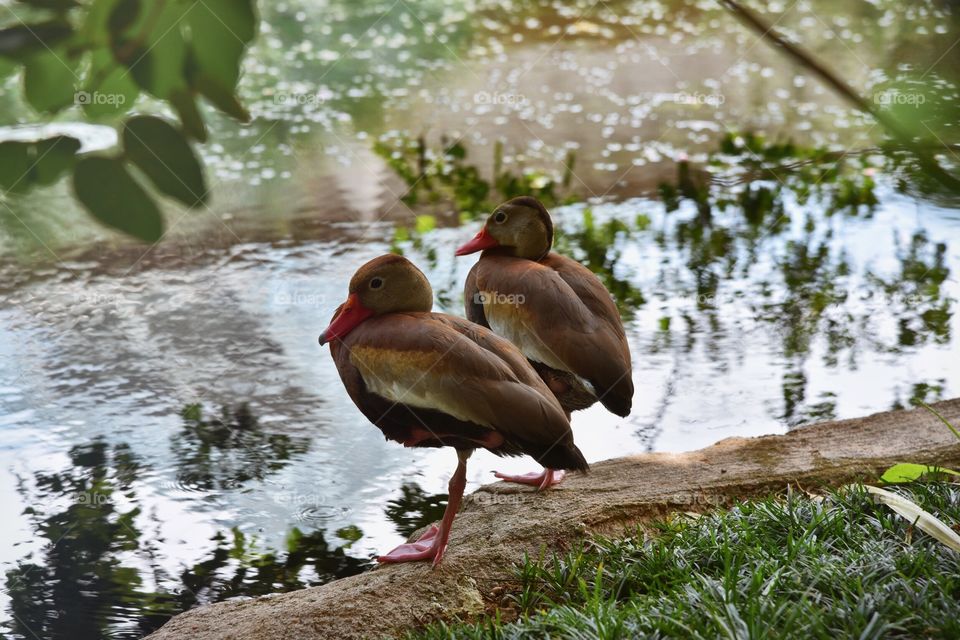 Birds hanging out at San Antonio Botanical Garden