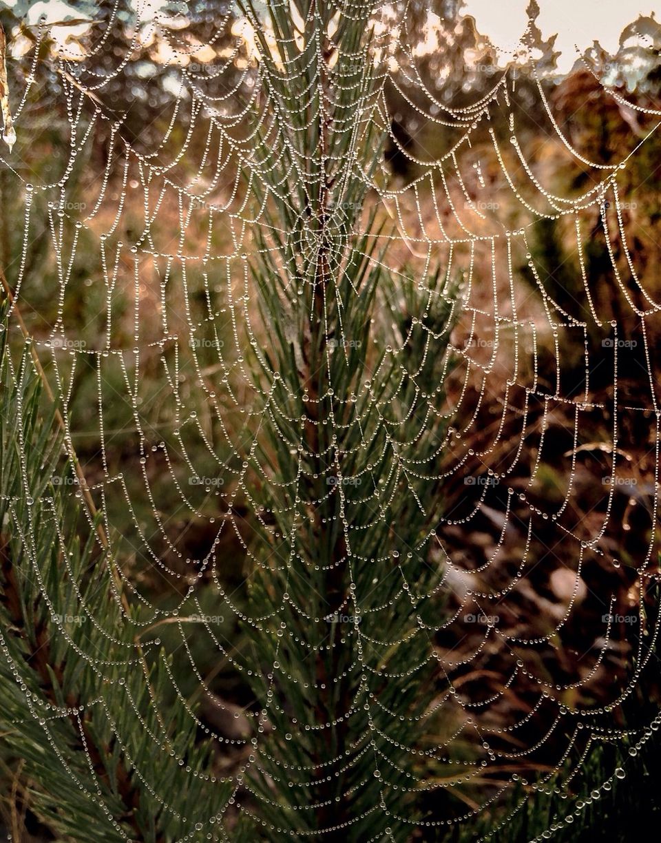 Water drop on spiderweb