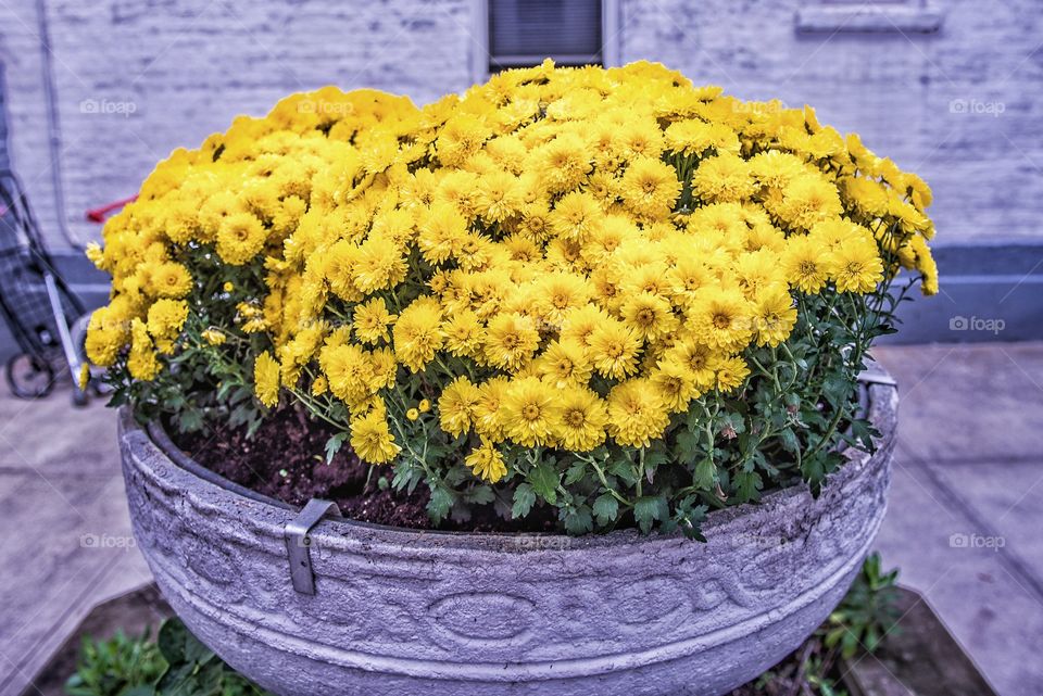 Blooming yellow flowers