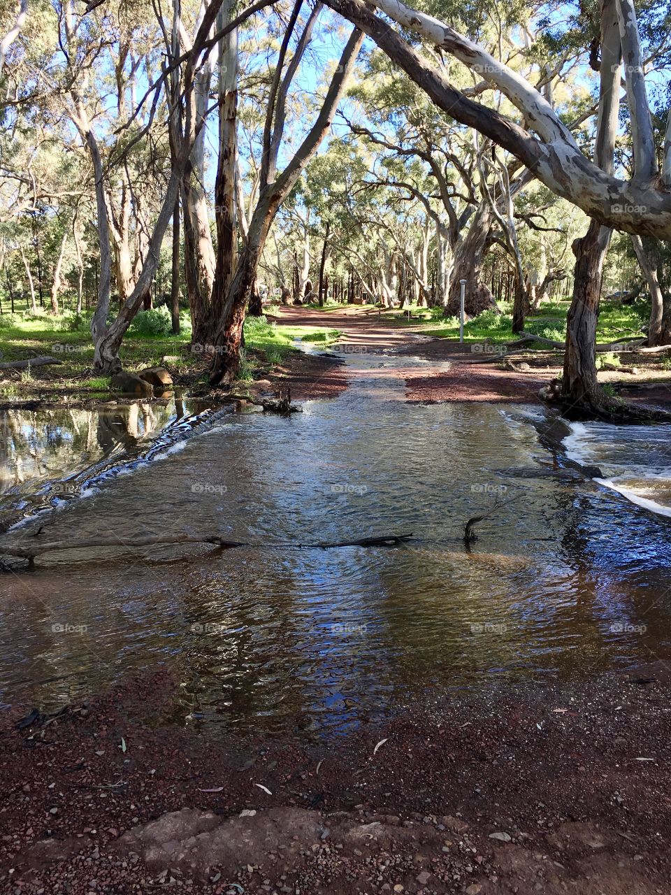 New river after an uncommonly wet spring in south Australia's Flinders Ranges near wilpena pound 