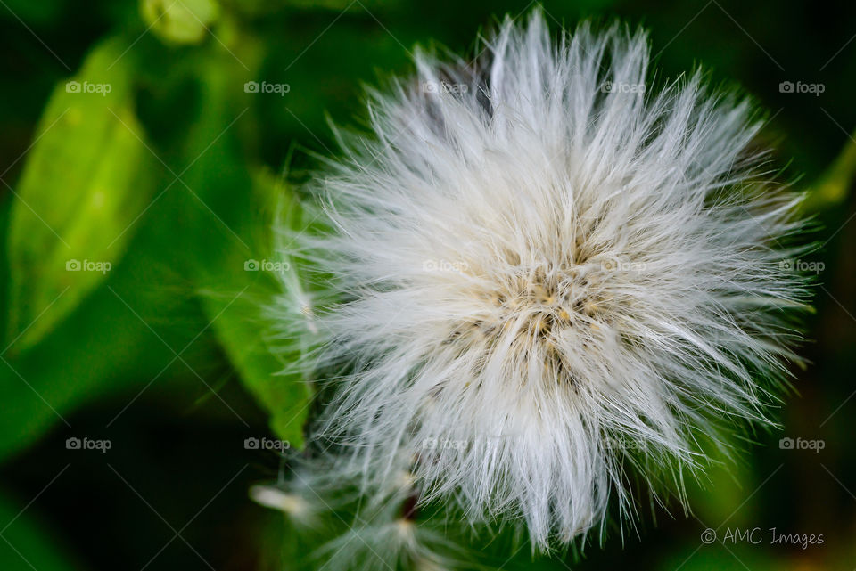 Blooming dandelion